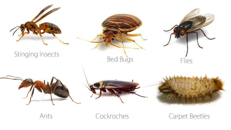 Centipede and Millipede Control