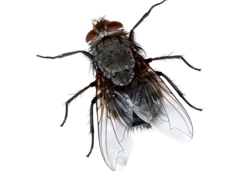 Dead Animal Removal and Decontamination