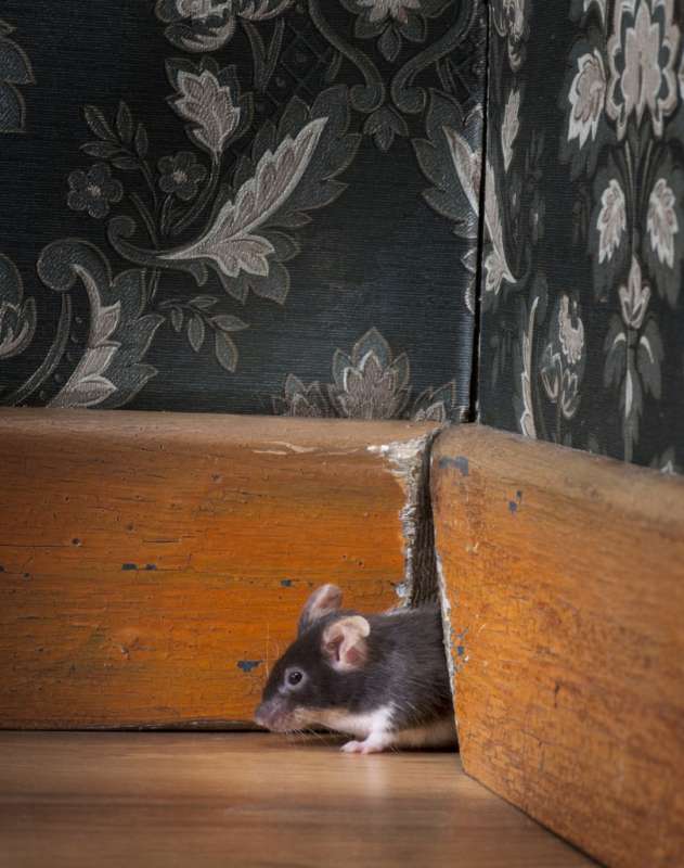 Stored Product Pest Control