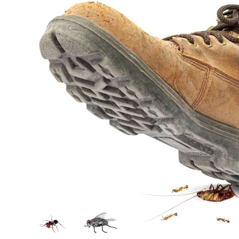 Termite Control