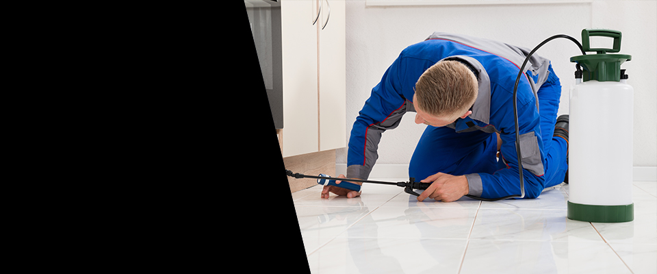 24/7 Pest Control