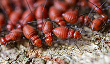 Spider, Flea & Other Insect Control